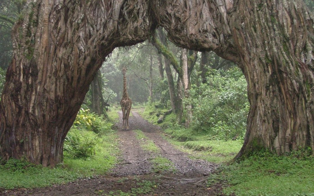 Arusha National Park Tanzania