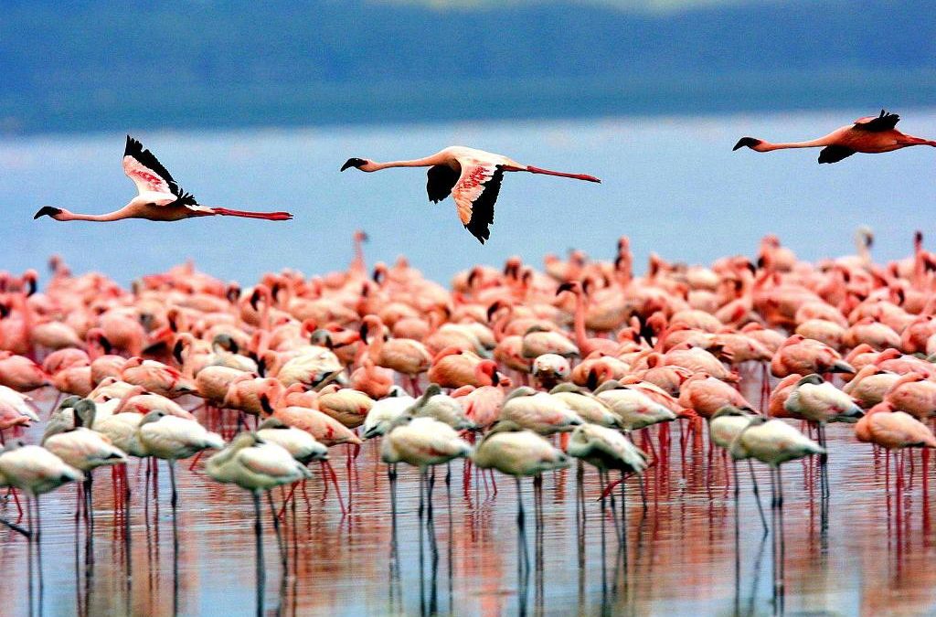 Lake Manyara National Park