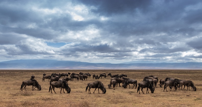 INTERESTING FACTS ABOUT THE GREAT WILDEBEEST MIGRATION IN TANZANIA