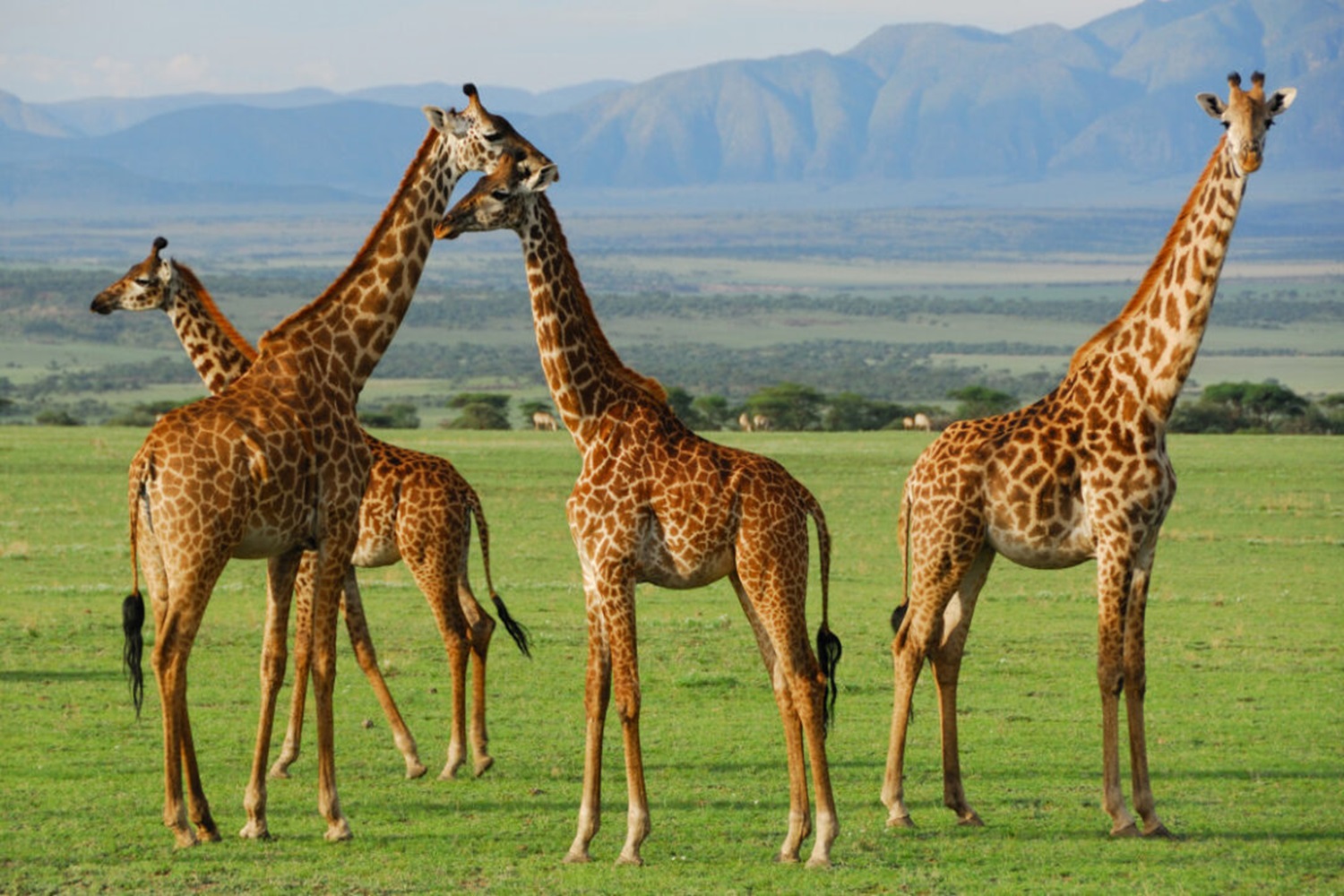 4-Days Fly In and out in Serengeti - Wildbest Migration Safari (BEST TIME-MAY, JUNE, JULY, AUGUST, SEPTEMBER)