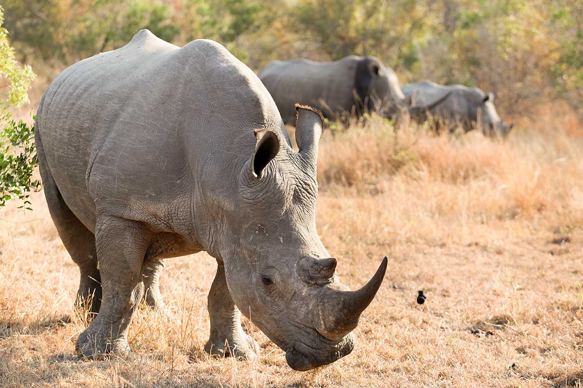 10 days Northern safari