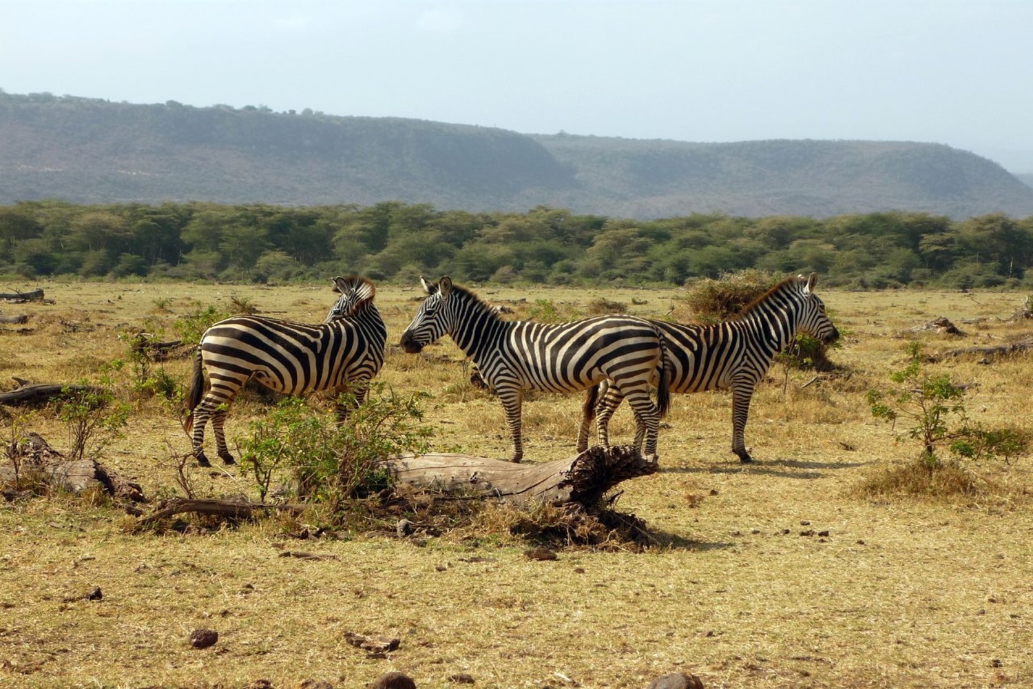 Day Trip To Tarangire