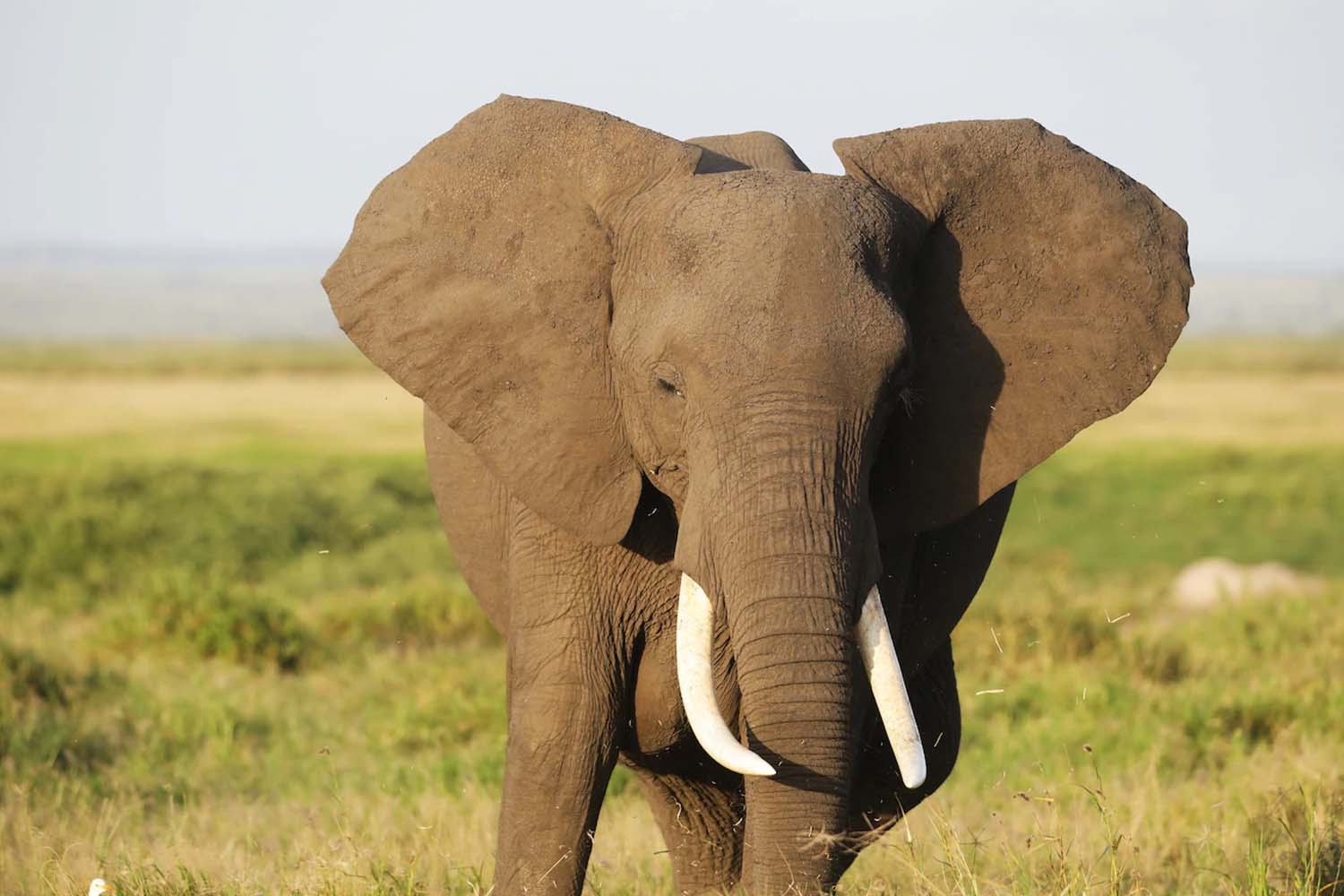 4 DAYS/3 NIGHTS – TARANGIRE, NGORONGORO AND LAKE MANYARA