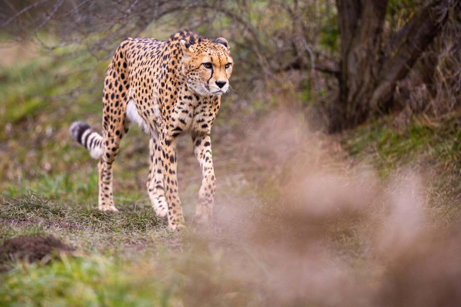 6 DAYS/5 NIGHTS – TARANGIRE, LAKE MANYARA, LAKE EYASI Bush Hunting & NGORONGORO