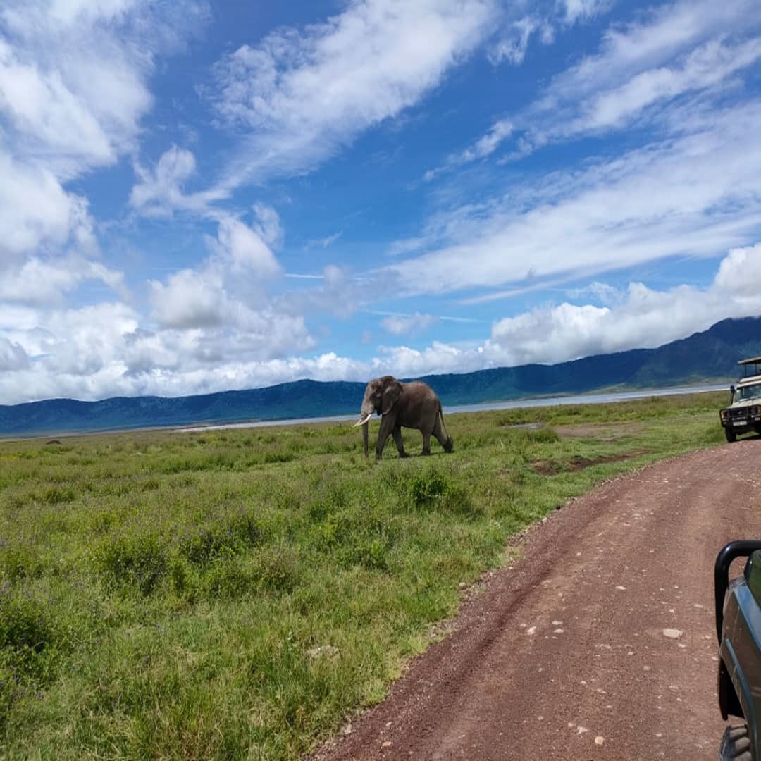 Next Holiday Safari