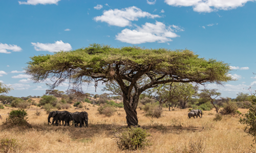 Next Holiday Safari